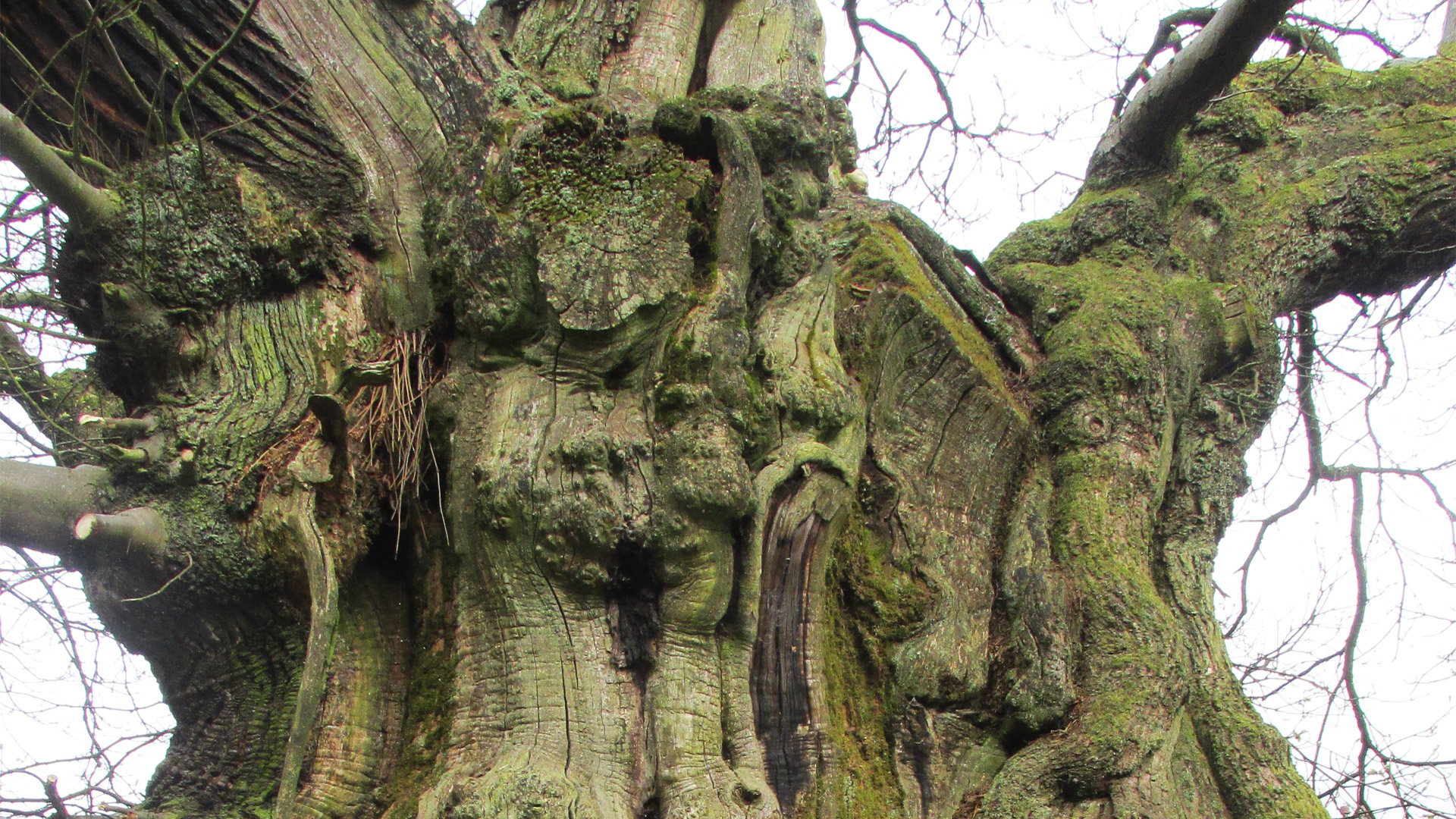 The Dunipace Sweet Chestnut Tree